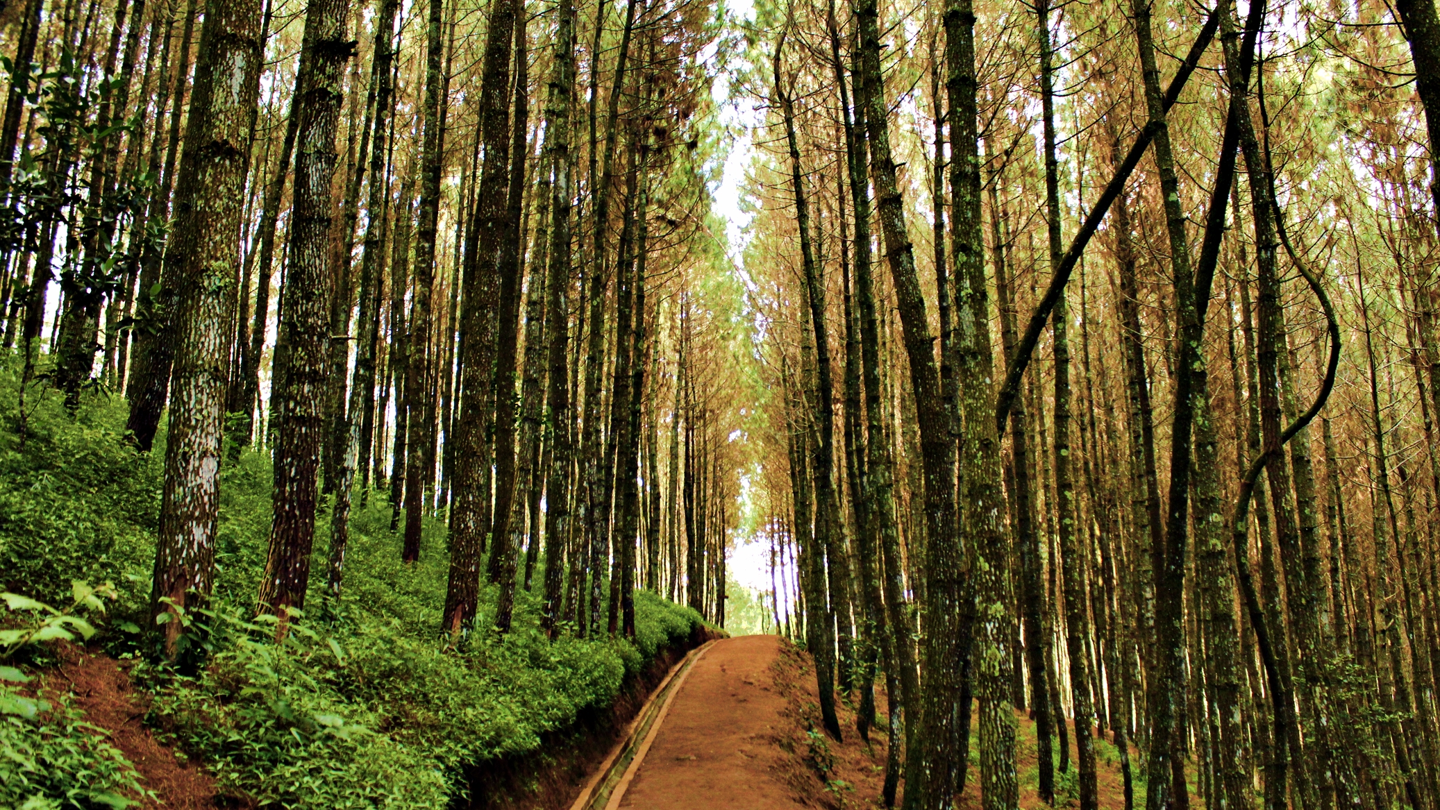 Pemandangan Hutan Pinus Foto Dunia Alam Semesta INDONESIA